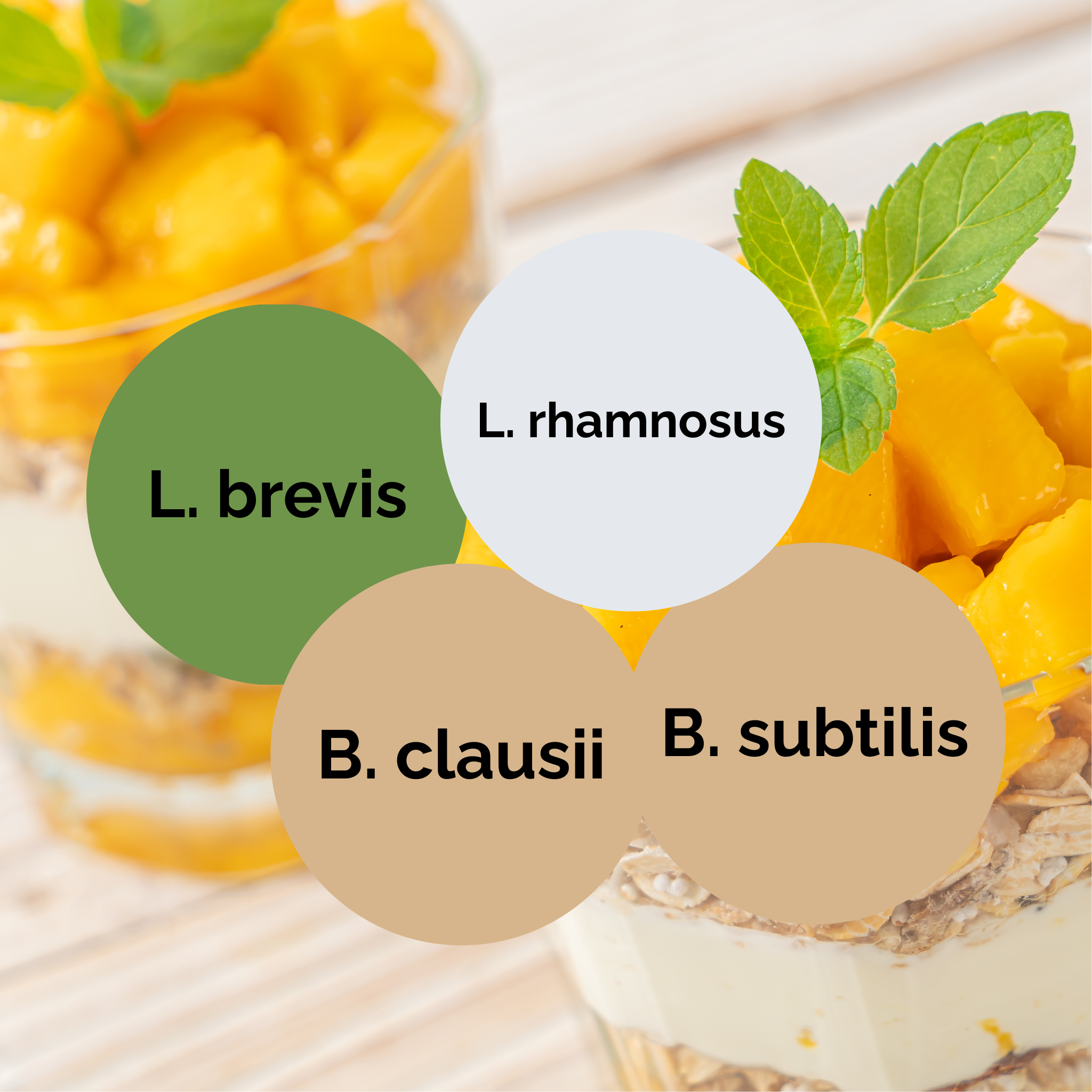 L. brevis + L. rhamnosus + B. subtilis + B. clausii | مجموعة بدء الزبادي | مستعمرات البداية | عبوة 3 قطع